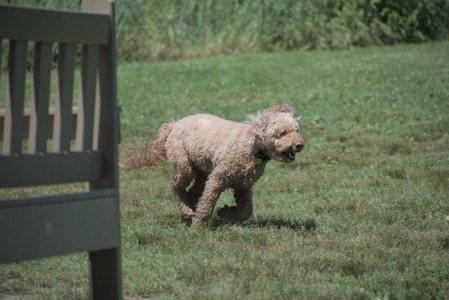 20250629_Home flowers and dog park__DSC0439_.jpg