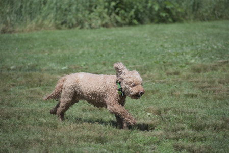 20250629_Home flowers and dog park__DSC0440_.jpg