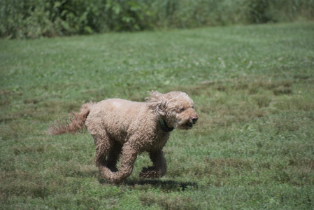 20250629_Home flowers and dog park__DSC0441_.jpg