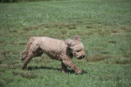 20250629_Home flowers and dog park__DSC0442_.jpg