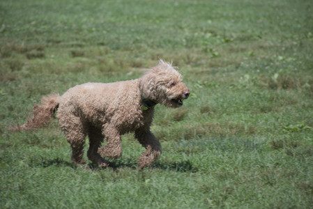 20250629_Home flowers and dog park__DSC0443_.jpg