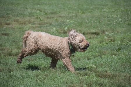 20250629_Home flowers and dog park__DSC0444_.jpg