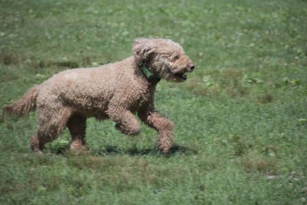 20250629_Home flowers and dog park__DSC0445_.jpg