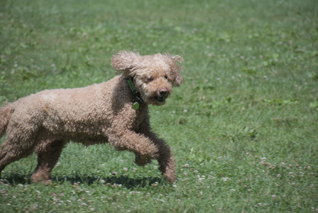 20250629_Home flowers and dog park__DSC0447_.jpg