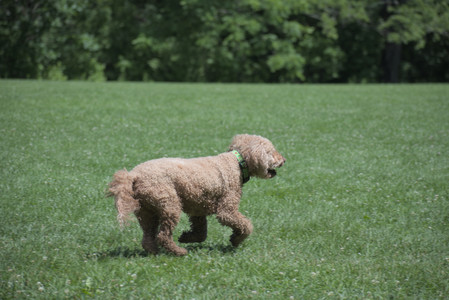 20250629_Home flowers and dog park__DSC0453_.jpg