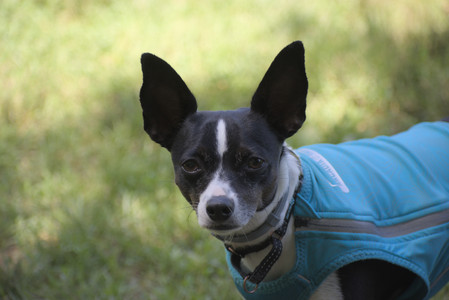 20250629_Home flowers and dog park__DSC0458_.jpg