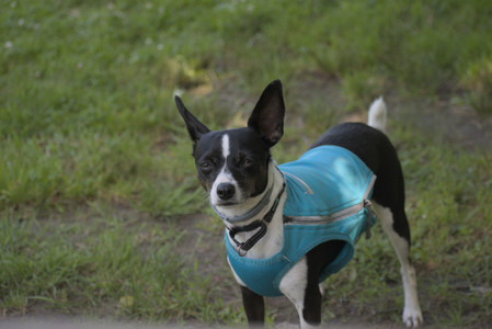 20250629_Home flowers and dog park__DSC0469_.jpg