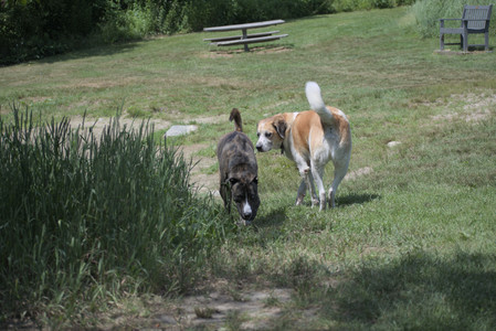 20250629_Home flowers and dog park__DSC0471_.jpg