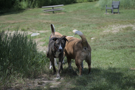 20250629_Home flowers and dog park__DSC0474_.jpg