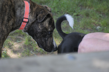 20250629_Home flowers and dog park__DSC0482_.jpg