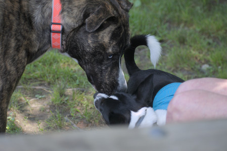 20250629_Home flowers and dog park__DSC0483_.jpg