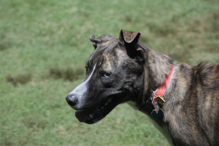 20250629_Home flowers and dog park__DSC0487_.jpg