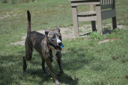 20250629_Home flowers and dog park__DSC0492_.jpg