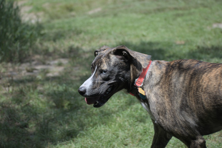 20250629_Home flowers and dog park__DSC0501_.jpg