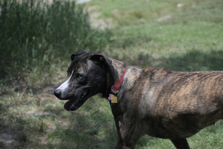 20250629_Home flowers and dog park__DSC0502_.jpg