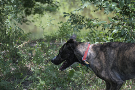 20250629_Home flowers and dog park__DSC0506_.jpg