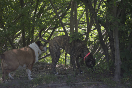 20250629_Home flowers and dog park__DSC0509_.jpg