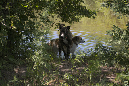 20250629_Home flowers and dog park__DSC0517_.jpg