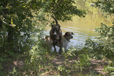 20250629_Home flowers and dog park__DSC0518_.jpg