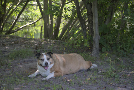 20250629_Home flowers and dog park__DSC0527_.jpg