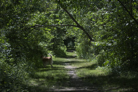 20250629_Home flowers and dog park__DSC0535_.jpg