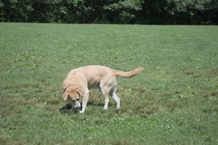 20250629_Home flowers and dog park__DSC0538_.jpg