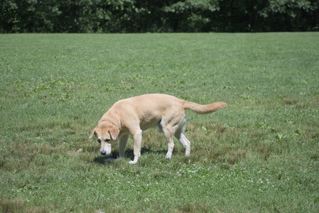 20250629_Home flowers and dog park__DSC0539_.jpg