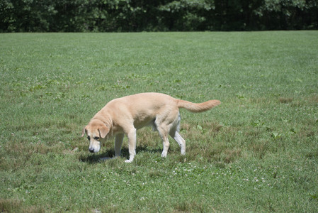 20250629_Home flowers and dog park__DSC0540_.jpg