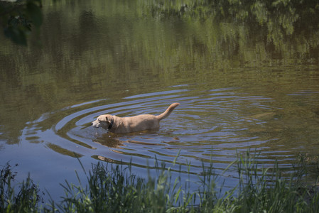 20250629_Home flowers and dog park__DSC0541_.jpg