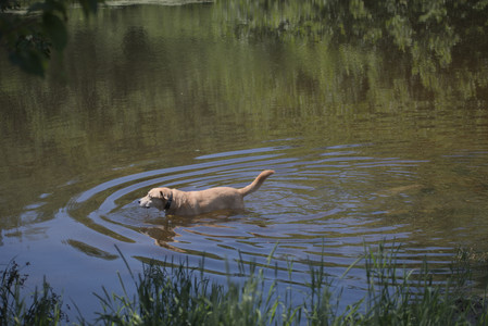 20250629_Home flowers and dog park__DSC0542_.jpg