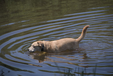 20250629_Home flowers and dog park__DSC0544_.jpg