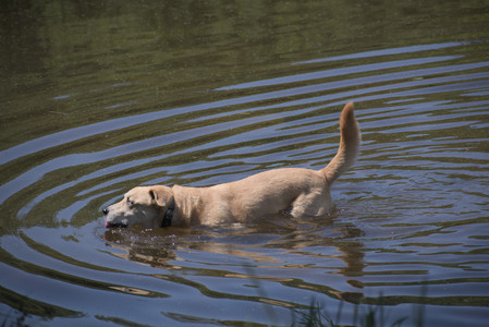 20250629_Home flowers and dog park__DSC0545_.jpg