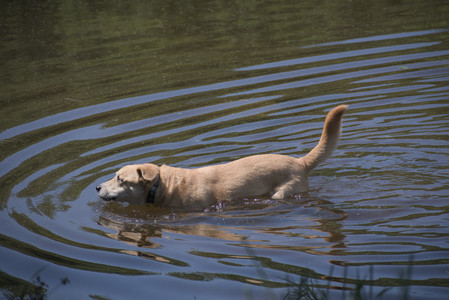 20250629_Home flowers and dog park__DSC0546_.jpg