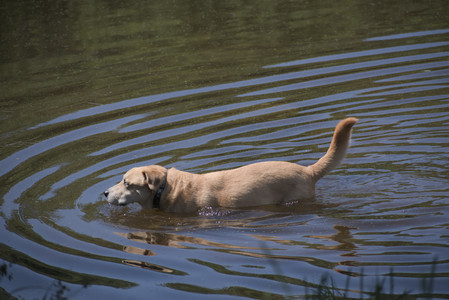 20250629_Home flowers and dog park__DSC0547_.jpg
