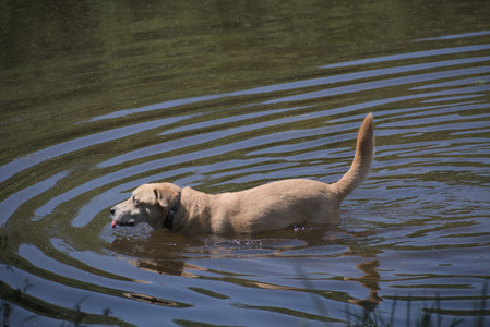 20250629_Home flowers and dog park__DSC0548_.jpg