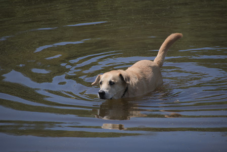 20250629_Home flowers and dog park__DSC0550_.jpg
