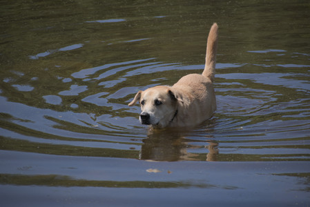20250629_Home flowers and dog park__DSC0551_.jpg