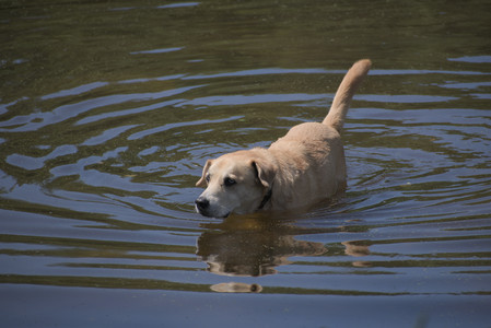 20250629_Home flowers and dog park__DSC0552_.jpg