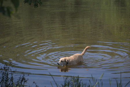 20250629_Home flowers and dog park__DSC0554_.jpg