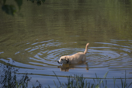 20250629_Home flowers and dog park__DSC0555_.jpg