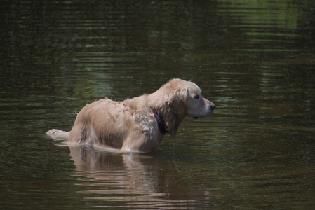 20250629_Home flowers and dog park__DSC0571_.jpg