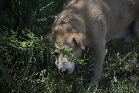 20250629_Home flowers and dog park__DSC0573_.jpg
