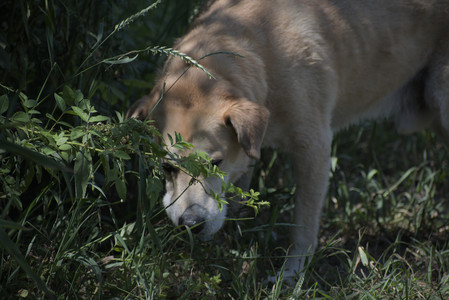 20250629_Home flowers and dog park__DSC0574_.jpg