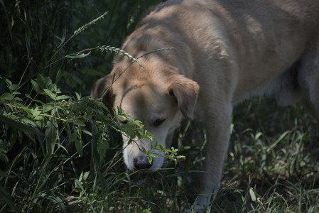 20250629_Home flowers and dog park__DSC0575_.jpg