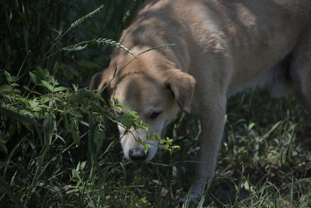 20250629_Home flowers and dog park__DSC0576_.jpg