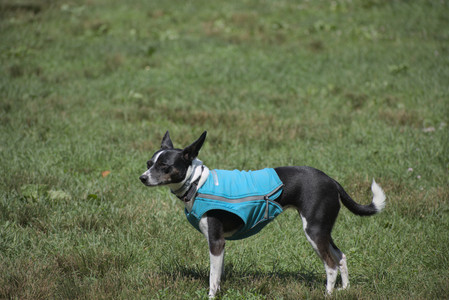 20250629_Home flowers and dog park__DSC0577_.jpg