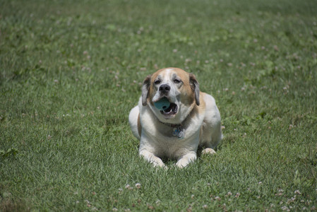 20250629_Home flowers and dog park__DSC0581_.jpg