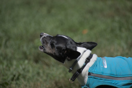 20250629_Home flowers and dog park__DSC0589_.jpg