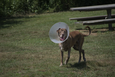 20250629_Home flowers and dog park__DSC0598_.jpg