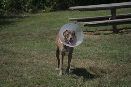 20250629_Home flowers and dog park__DSC0602_.jpg